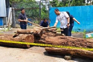 Barang bukti pembalakan liar di kawasan TNGC.